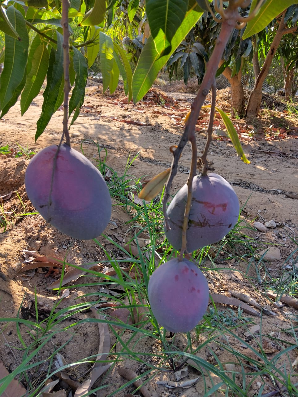 كمباوند ستلا دي ماري طريق مصر الاسكندرية الصحراوي
